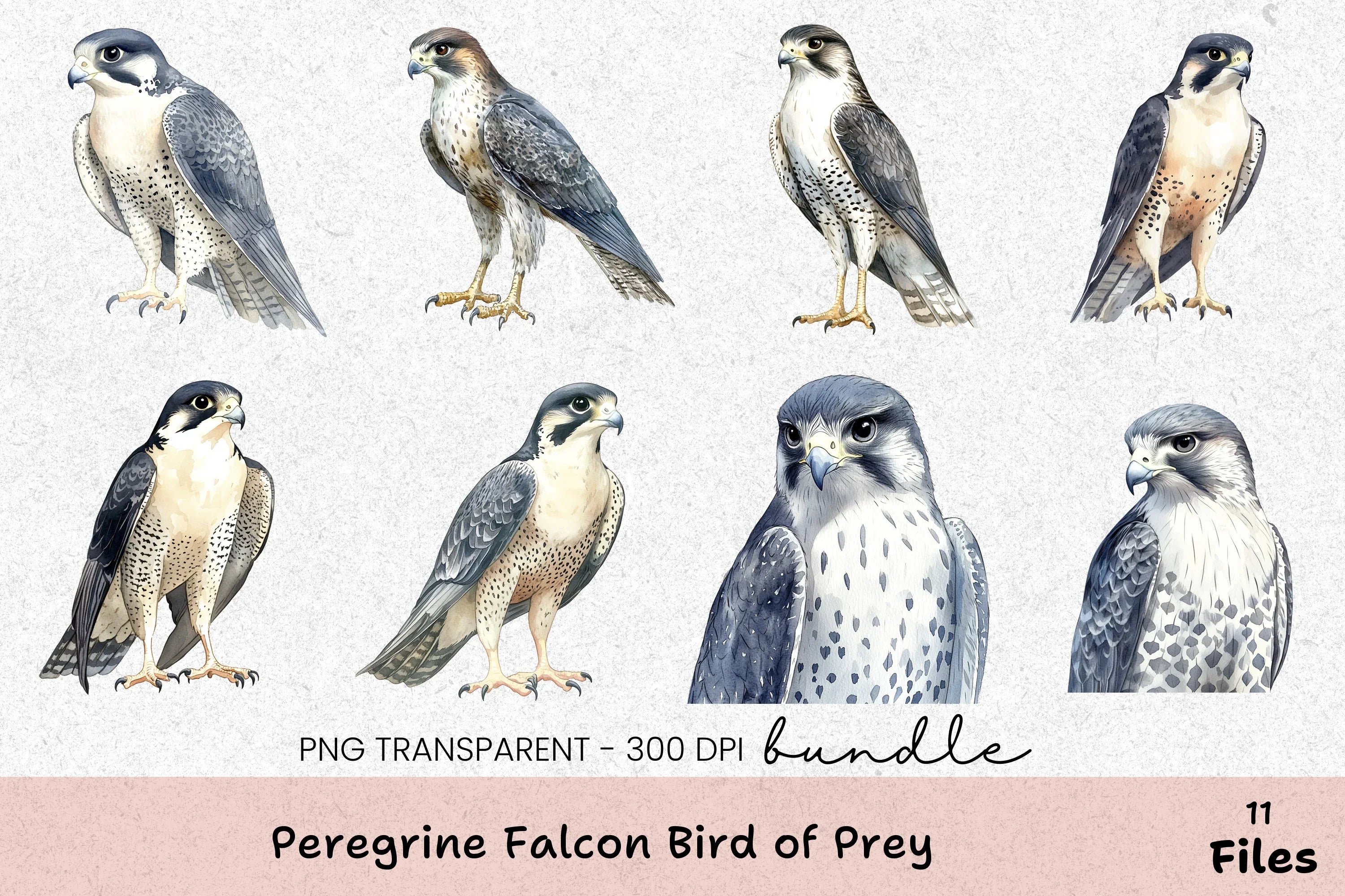 Peregrine Falcon Bird of Prey Clipart Bundle - CraftNest - Digital Crafting and Art