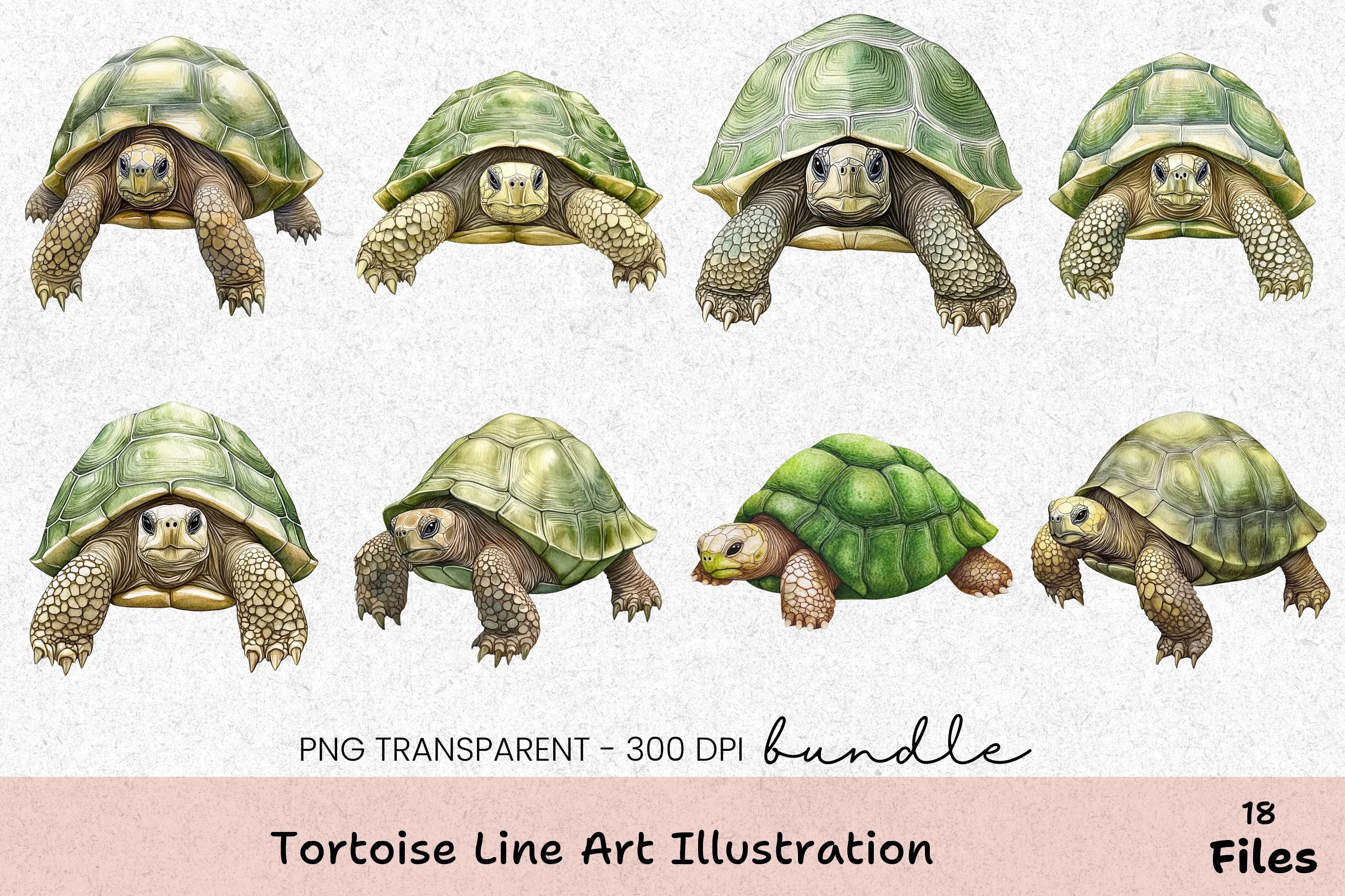 Tortoise Line Art Illustration Clipart Bundle