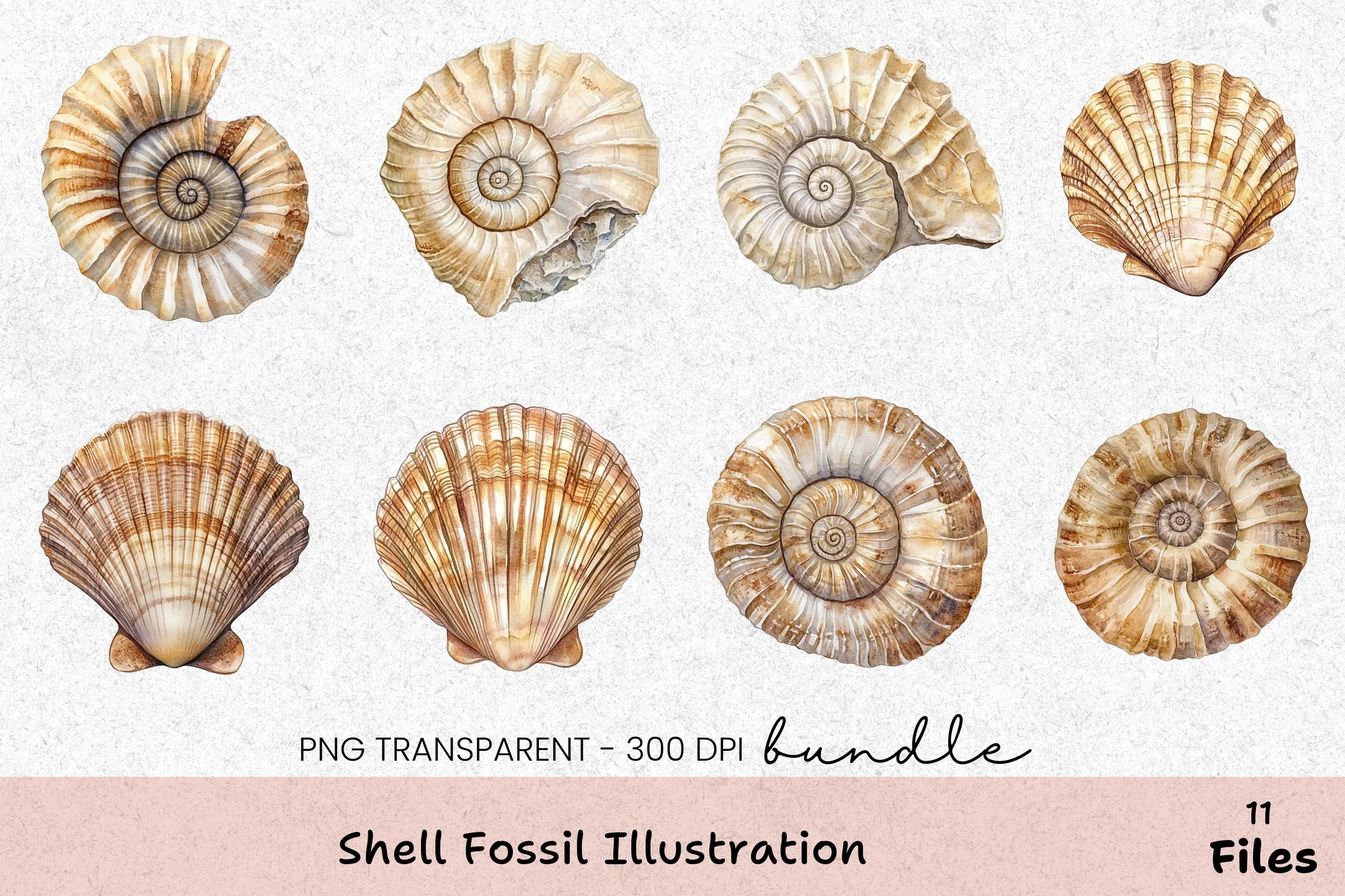 Shell Fossil Illustration Clipart Bundle - CraftNest - Digital Crafting and Art