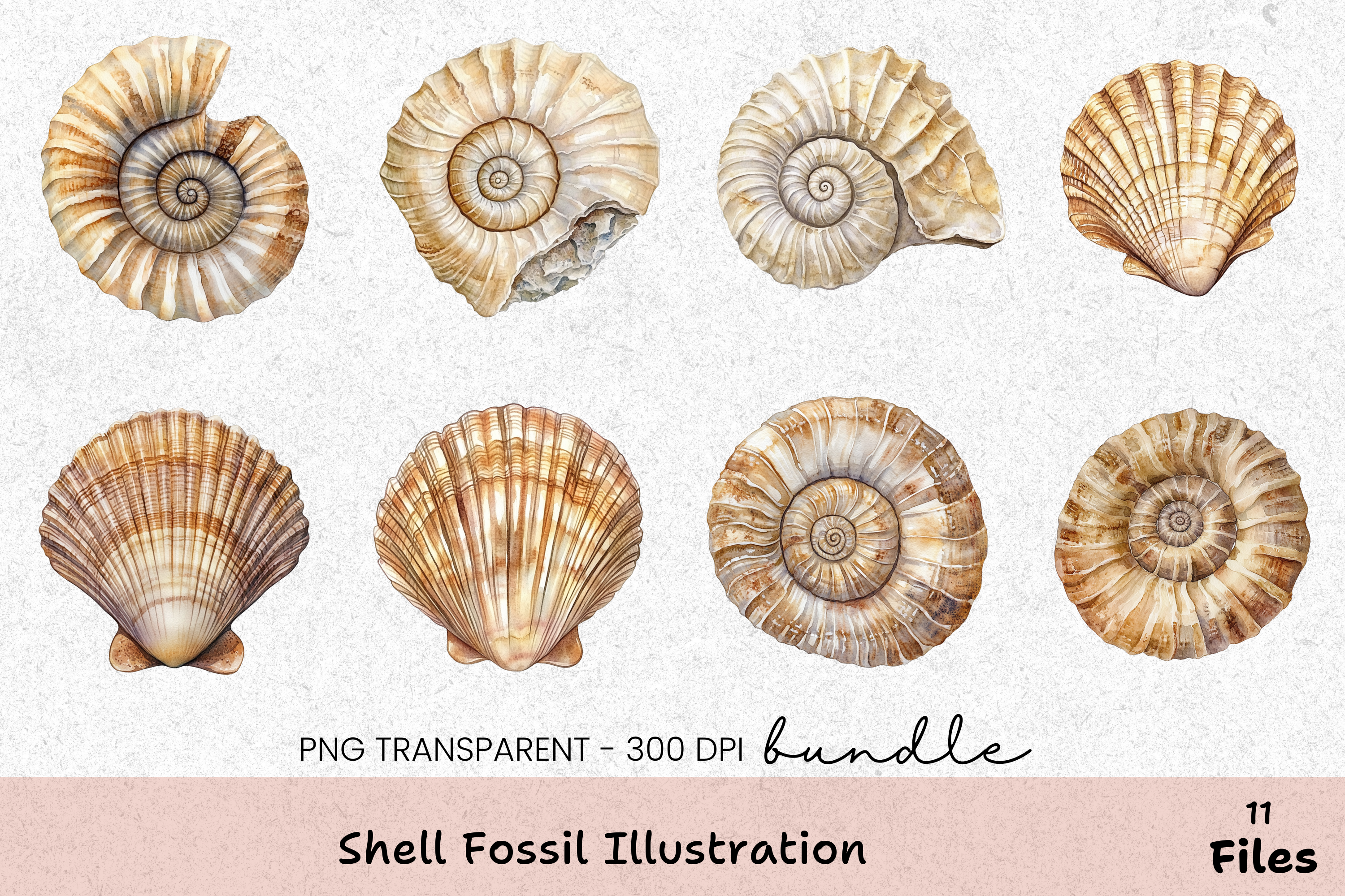 Shell Fossil Illustration Clipart Bundle