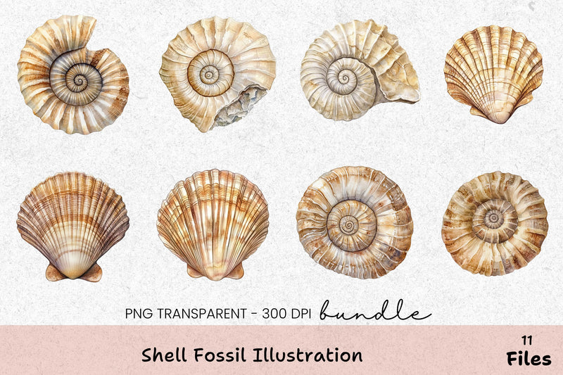 Shell Fossil Illustration Clipart Bundle - CraftNest - Digital Crafting and Art