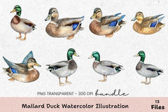 Mallard Duck Illustration Clipart Bundle - CraftNest - Digital Crafting and Art