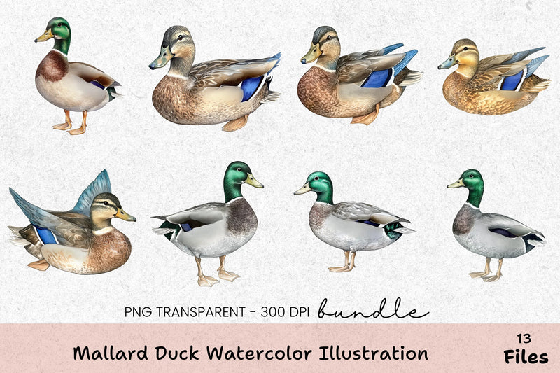 Mallard Duck Illustration Clipart Bundle - CraftNest - Digital Crafting and Art