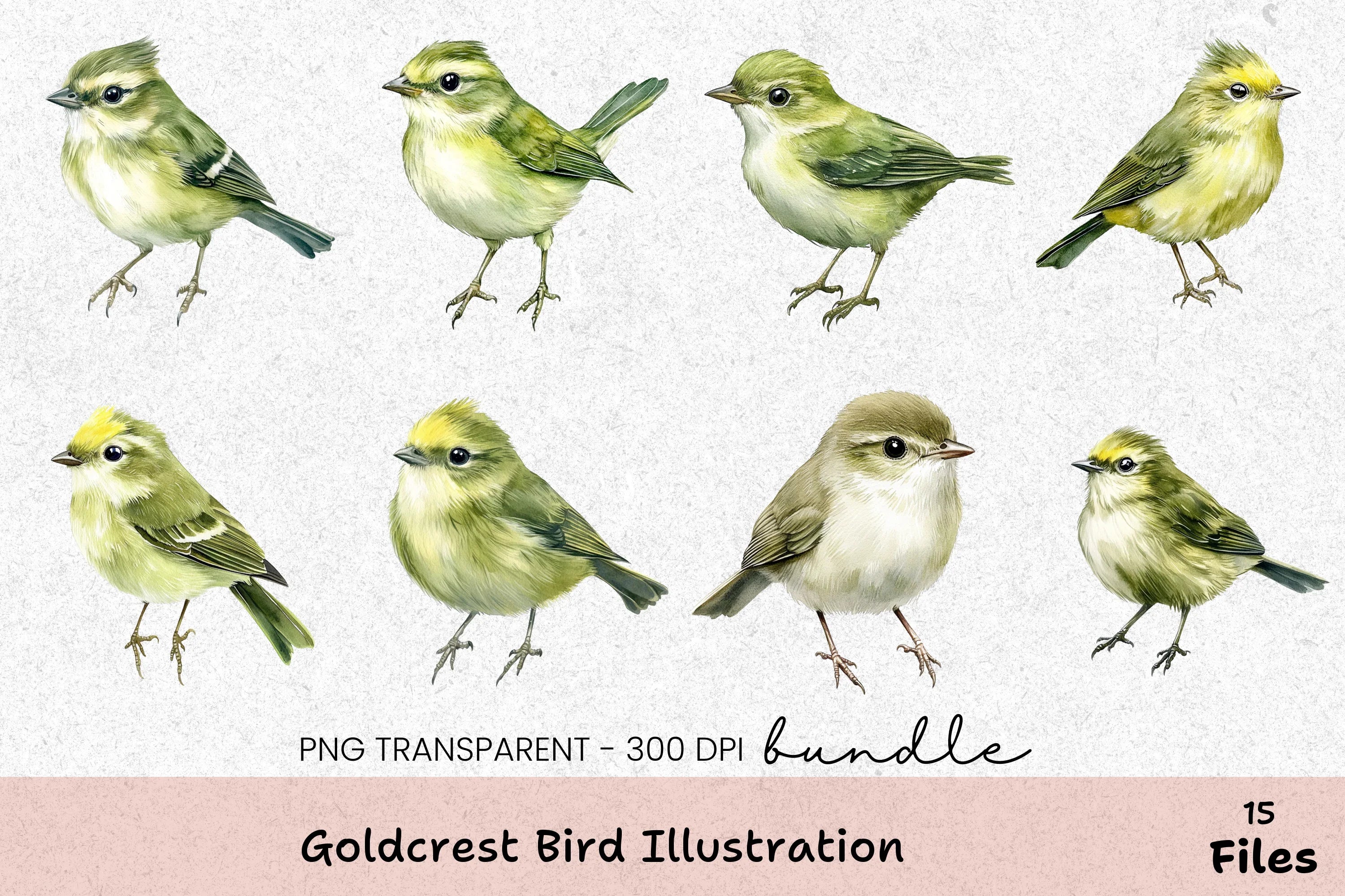 Goldcrest Bird Illustration Clipart Bundle - CraftNest - Digital Crafting and Art