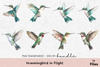 Hummingbird In Flight Clipart Bundle
