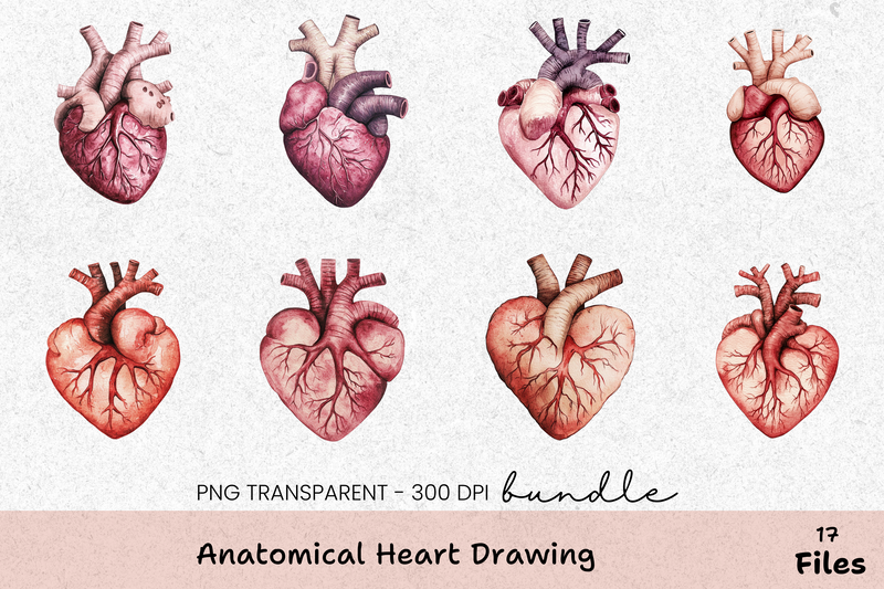 Anatomical Heart Drawing Clipart Bundle - CraftNest - Digital Crafting and Art