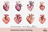 Anatomical Heart Drawing Clipart Bundle